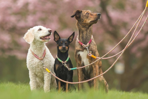Drei Hunde in bunten Sommerleinen