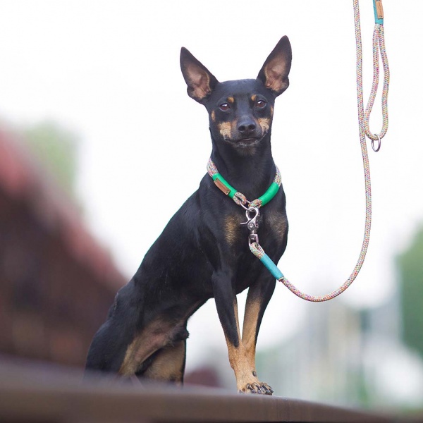 Pinscher mit isartau Schlupfhalsband