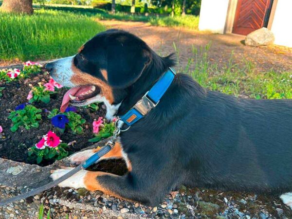 Entlebucher Sennenhund in Softie PETROL und Tauleine Heavens Rock PETROL