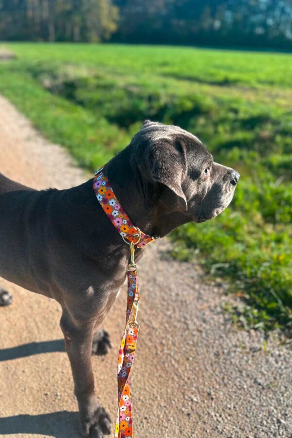 Cane Corso Ruby mit Halsband Sommerbrise in 3,8 cm