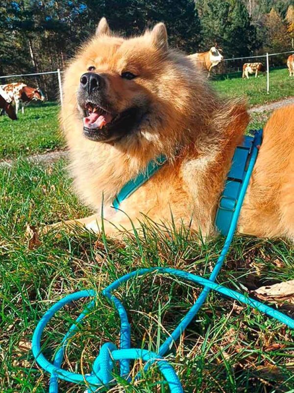 Eurasier in Brustgeschirr HELLBLAU