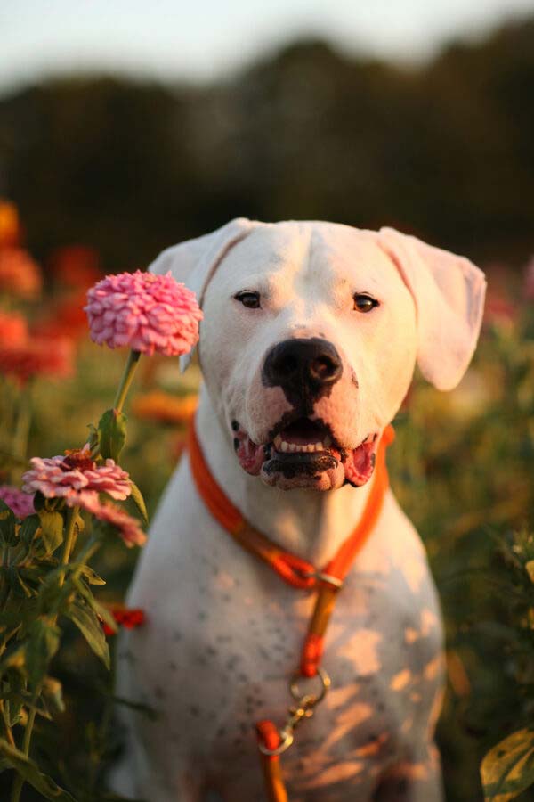 Dogo Argentino steht im Blumenfeld