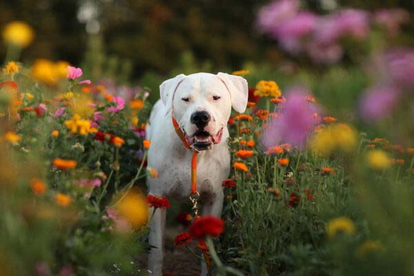 Dogo Argentino steht im Blumenfeld
