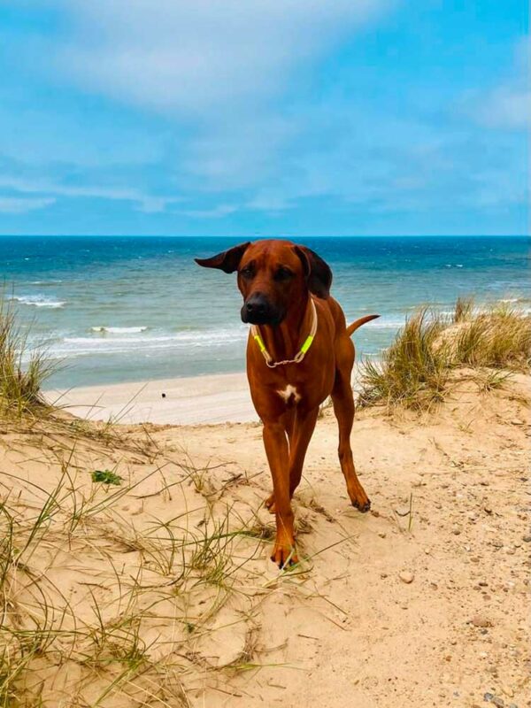 Hund in beigefarbenem Halsband