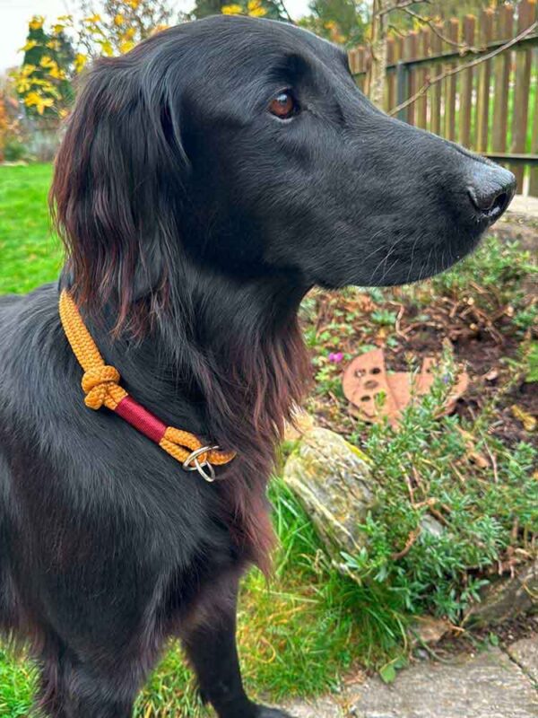 Flat Coated Retriever in zimtfarbenem Halsband