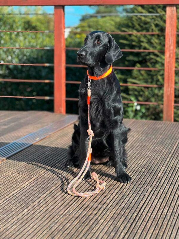 Flat Coated Retriever in Softie ORANGE mit bunter Tauleine