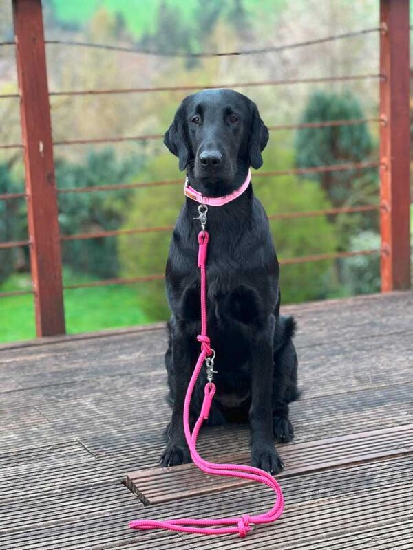 Flat Coated Retriever in Softie ROSA mit magentafarbener Tauleine