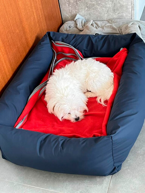 Flöckchen in Ortho SAFE Hundebett mit Schmuserahmen