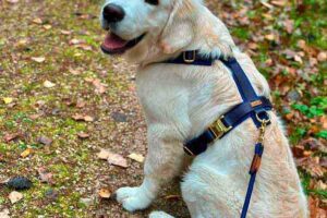 Golden Retriever in Hundegeschirr Landpartie