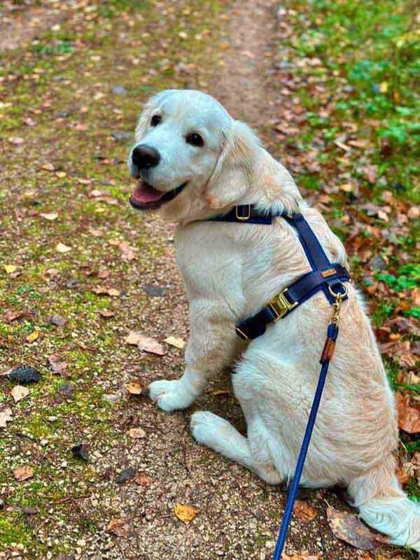 Golden Retriever in Hundegeschirr Landpartie