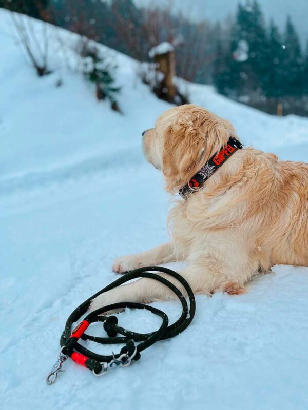 Golden Retriever in Halsband Gipfelstürmer ORANGE/KHAKI