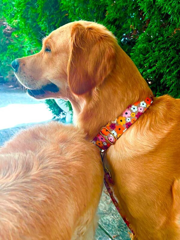 Golden Retriever in Halsband Blumenmeer