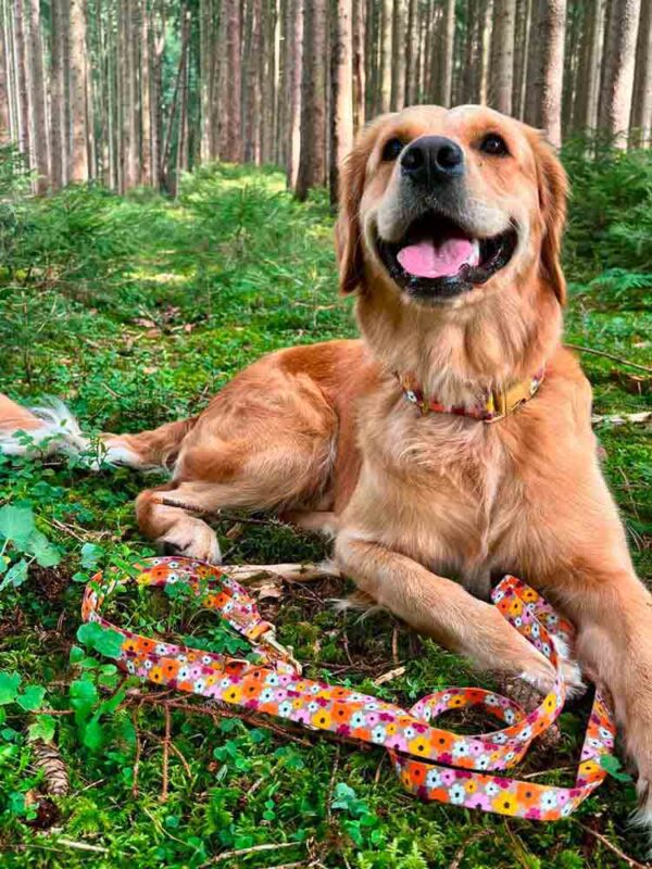 Goldenretriever Niah in Halsband und Leine Blumenmeer