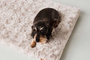 Hundebett *Ortho SAFE* - Fell, Beige