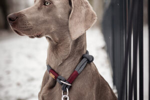 Zugstopp Halsband mit Knoten-Stopp an Weimaraner (10 mm Kletterseil)