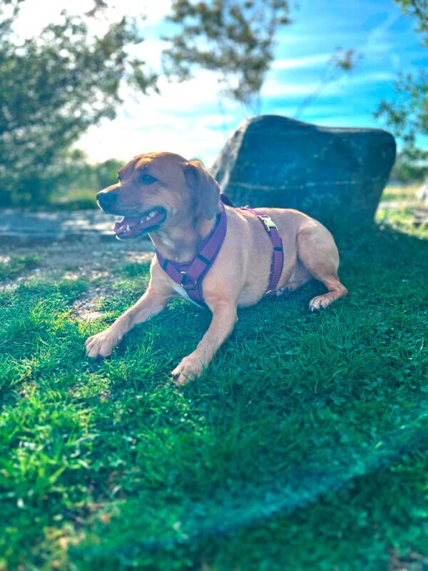 Haley in Hundegeschirr BURGUNDER