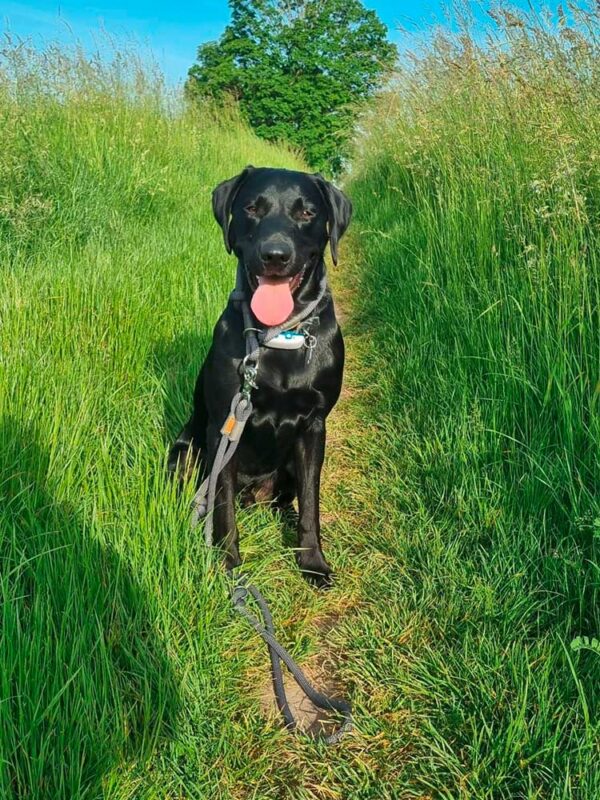 Hund in grauer Zugstopp-2-fach-Leine