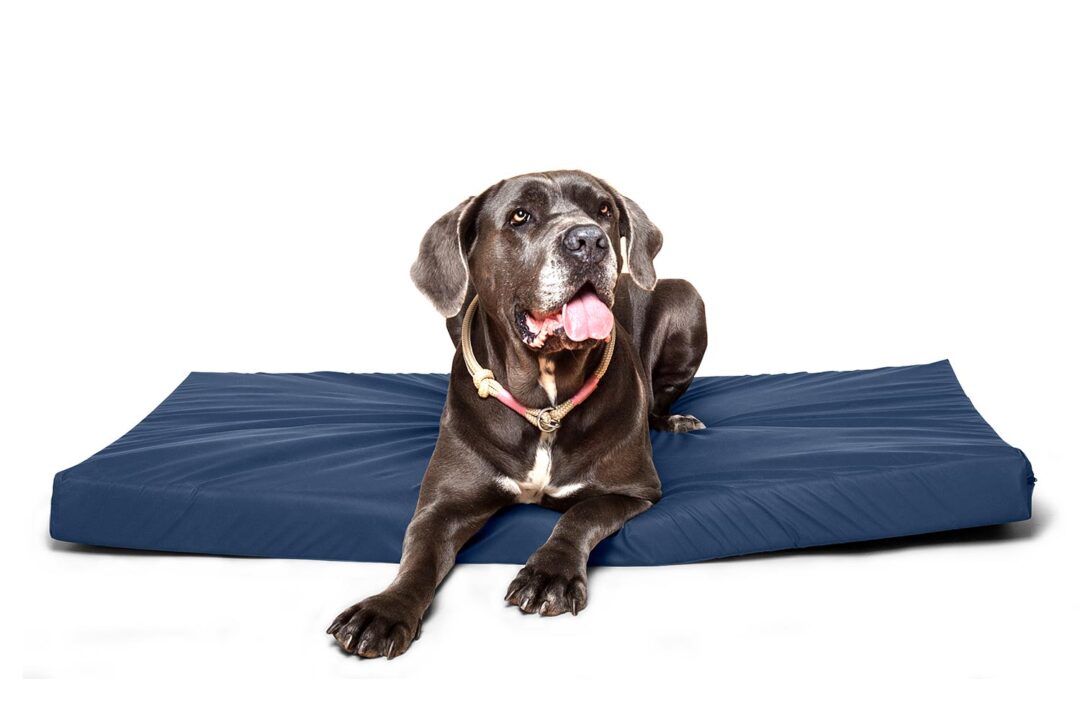 Cane Corso liegt auf orthopädischem Hundebett in Größe L