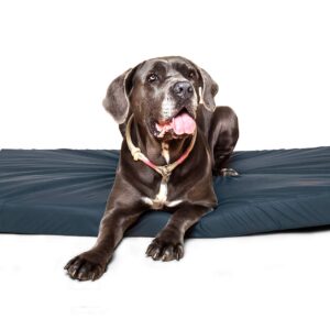 Cane Corso liegt auf orthopädischem Hundebett in Größe L