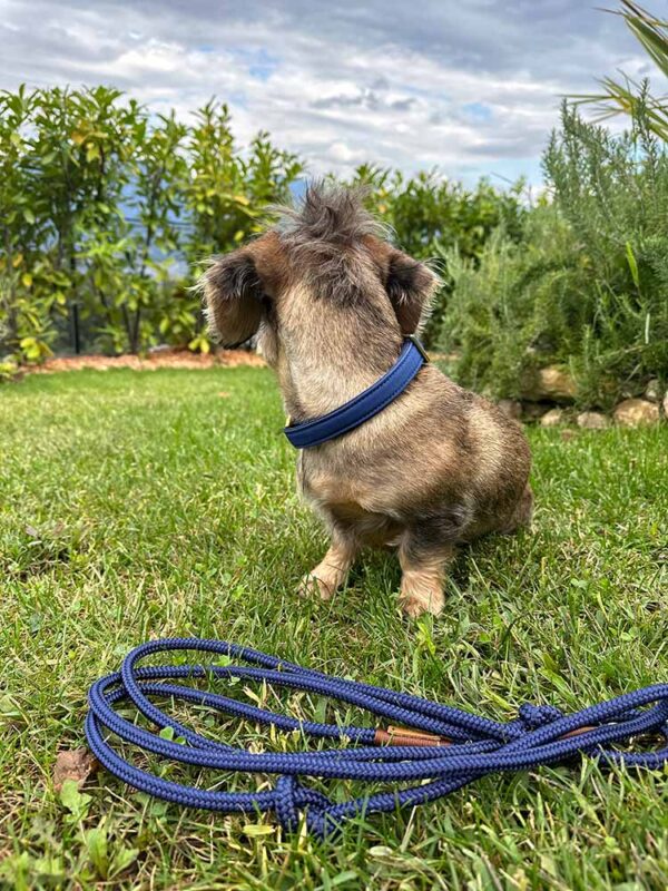 Dackel mit dunkelblauem Halsband "Softie Dunkelblau" und Tauleine farblich passend