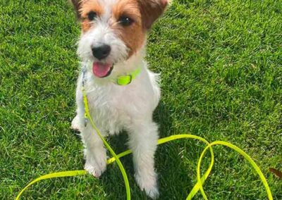 Jack-Russell in Softie und Biothaneleine NEONGELB