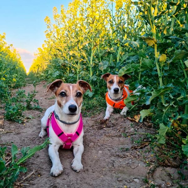 Jack Russell-Terrier mit Brustgeschirren ROSA und ORANGE