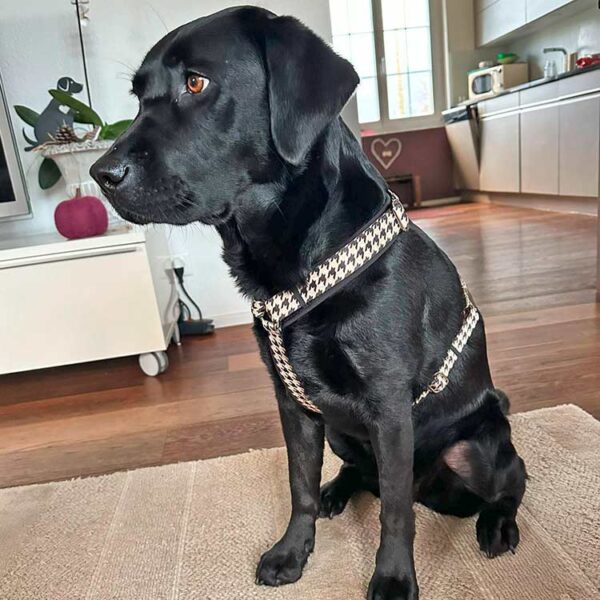 Labrador in Hundegeschirr Stadtgeflüster