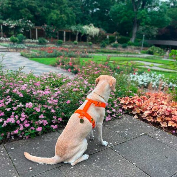 Labrador in Brustgeschirr ORANGE