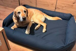 Labrador in Hundematte mit Umrandung