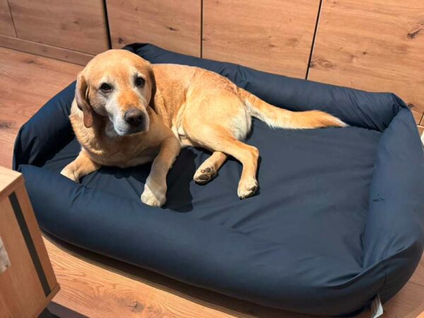 Labrador in Hundematte mit Umrandung