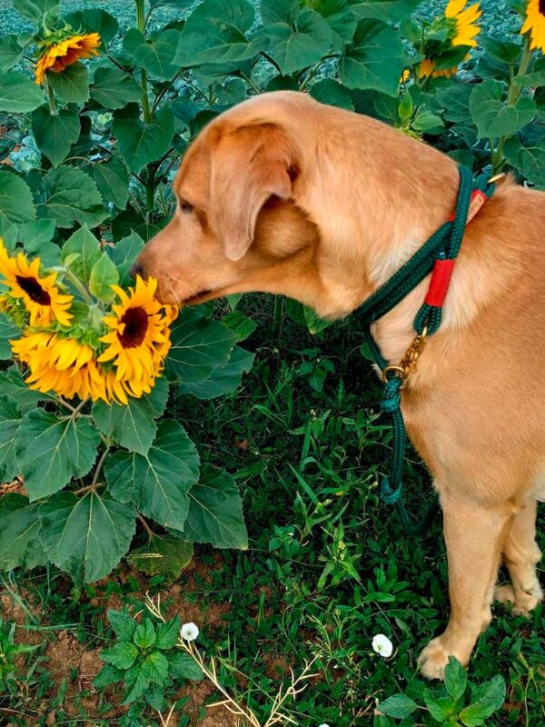 Labrador in dunkelgrüner Tauleine