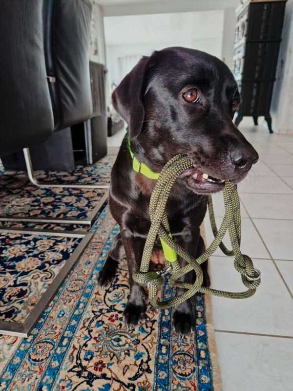 Labrador mit Softie NEONGELB und olivgrüner Tauleine