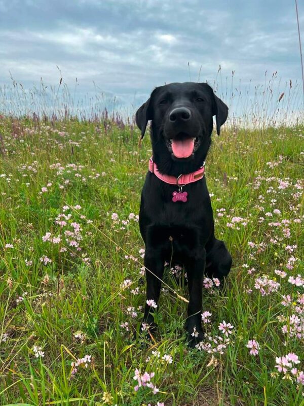 Labrador in Softie Halsband ROSA