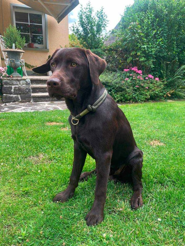 Labrador in olivgrünem Halsband