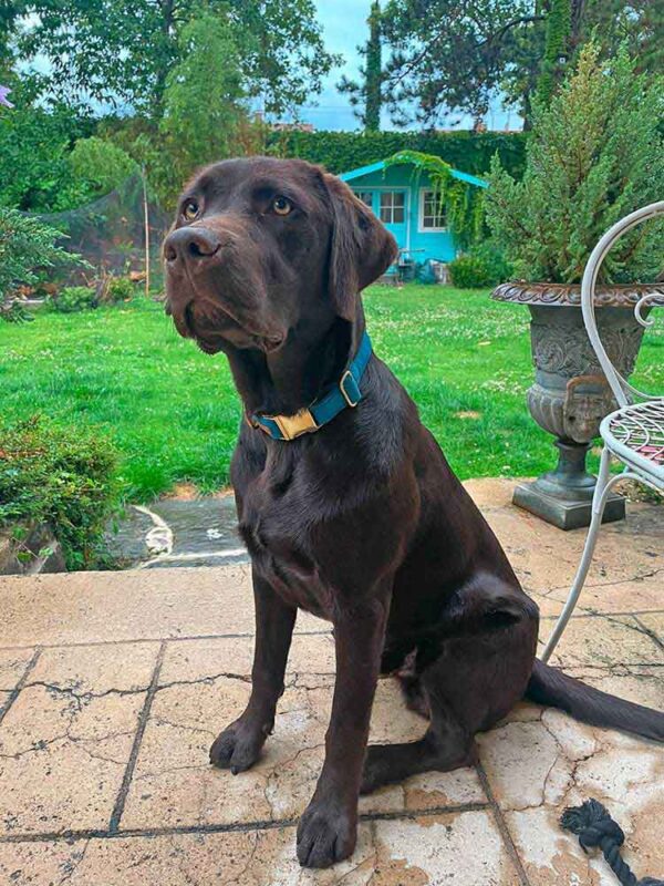 Labrador in Softie PETROL