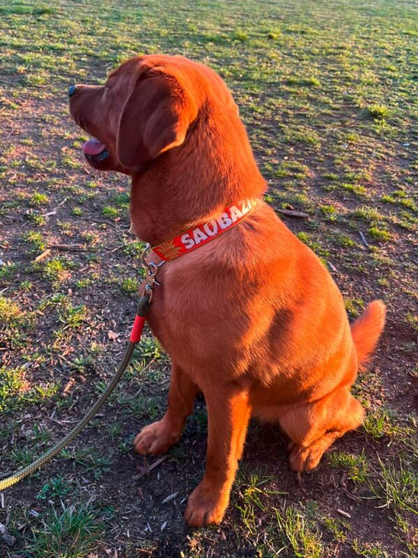 Labrador Floki mit Halsband SAUBAZI und grüner Leine