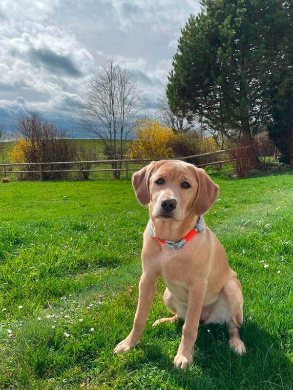 Labrador mit grauem Halsband