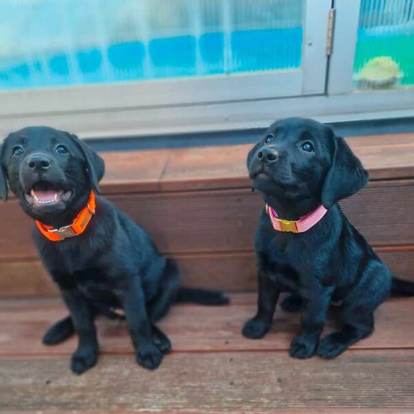 2 Labradore in Welpenhalsband ORANGE und ROSA