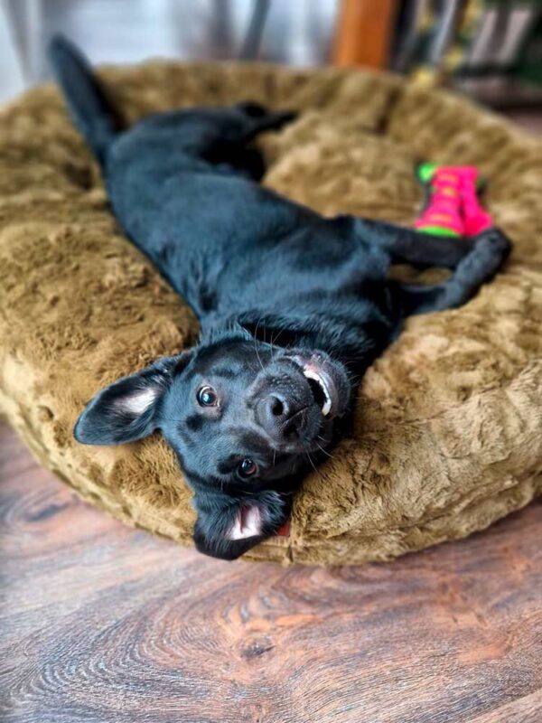 Labrador in Bagel MOOS