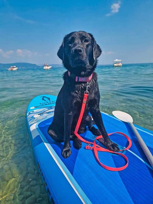 Labrador in Halsband PINK mit Biothane-Leine NEONPINK