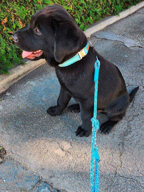 Labrador Welpe in Softie HELLBLAU und blauer Tauleine