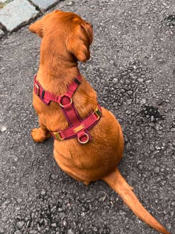 Labrador-Welpe in Hundegeschirr BURGUNDER