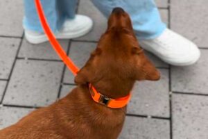 Labrador-Welpe in Softie ORANGE und Biothane-Leine ORANGE