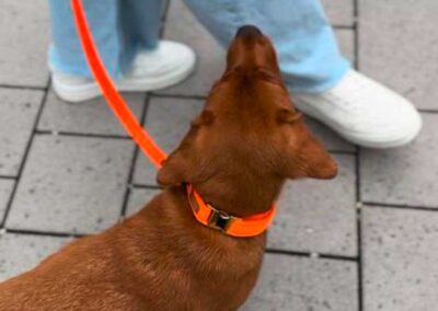 Labrador-Welpe in Softie ORANGE und Biothane-Leine ORANGE