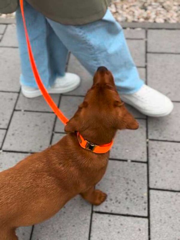 Labrador-Welpe in Softie ORANGE und Biothane-Leine ORANGE