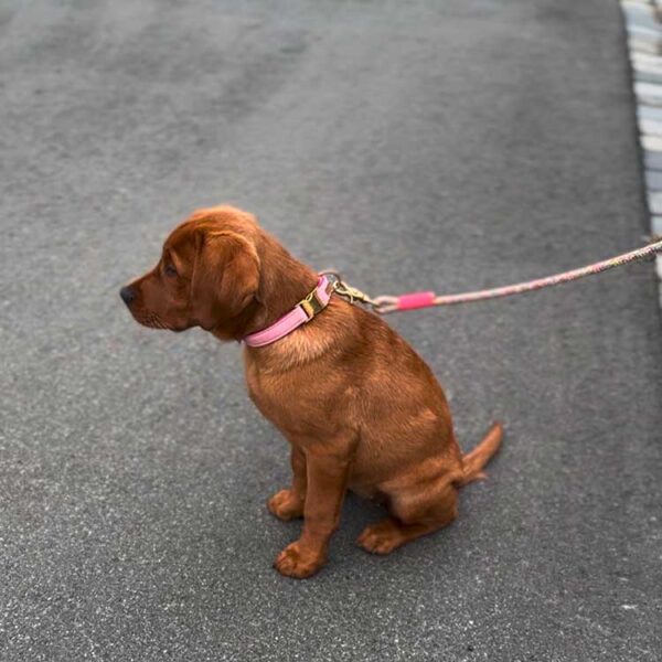 Labrador-Welpe in Welpenhalsband Softie ROSA und bunter Tauleine