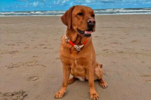 Labrador in Tauhalsband ORANGE