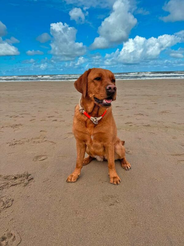 Labrador in Tauhalsband ORANGE