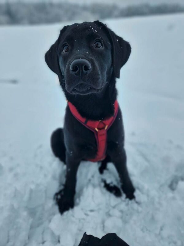 Labradorwelpe in Hundegeschirr BURGUNDER