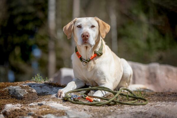 Labrador mit olivgrünem Hundehalsband und Hundetauleine mit neonorangem Takel, Olive Grove ORANGE